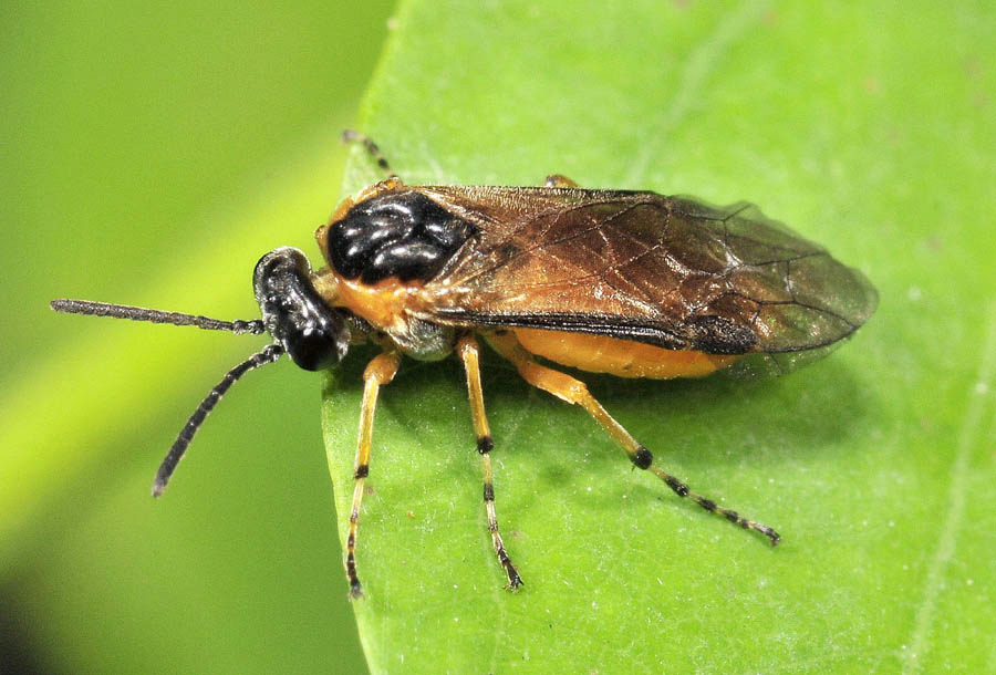 Argidae da det/conf.: no, Athalia cfr. bicolor (Tenthredinidae)